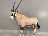 une antilope debout devant un mur gris