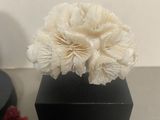 a white flower in a black vase on a table