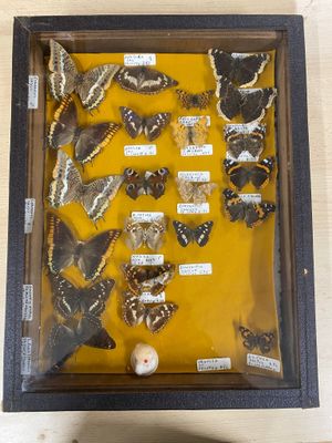 a shadow box with a lot of moths in it