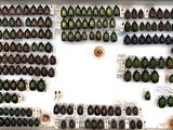 many different beetles on display in a display case