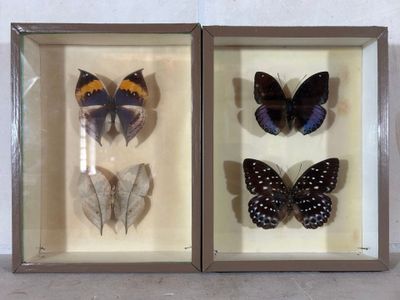 trois papillons encadrés dans une vitrine accrochée au mur