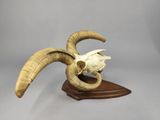 an animal skull with a long horn on a wooden stand