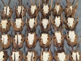 de nombreuses têtes de cerfs factices exposées sur une table