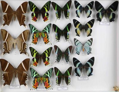 de nombreux papillons dans un cadre blanc