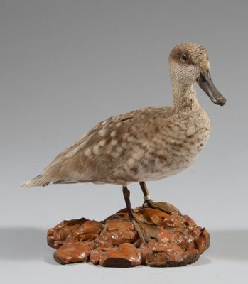 un petit oiseau perché sur un rocher