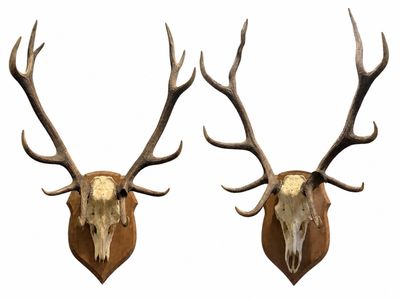two deer heads with antlers mounted on a white wall