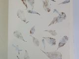 a picture of a book with a bunch of feathers on it