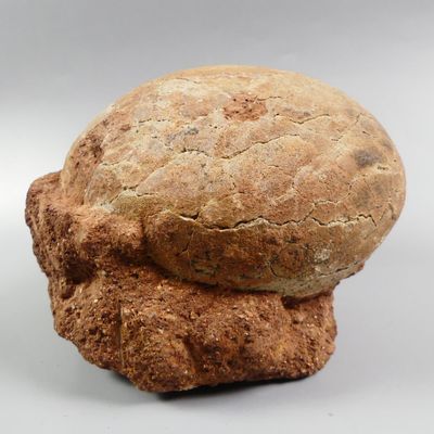 Fossiles de collection. Rare œuf de dinosaure sur sa gangue … - Photo 1