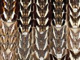 a lot of different types of feathers on display