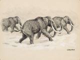 dessin représentant un troupeau de mammouths laineux traversant un champ enneigé