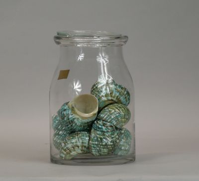 a glass jar filled with sea shells on a white surface