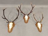 trois têtes de cerfs accrochées au mur, avec leurs bois
