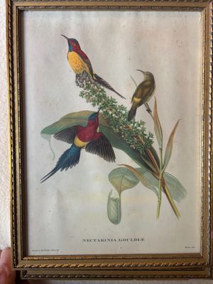 deux oiseaux perchés sur une branche d'une plante
