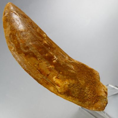 a banana on a glass stand on a white surface