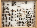 a lot of bugs that are on display in a wooden frame