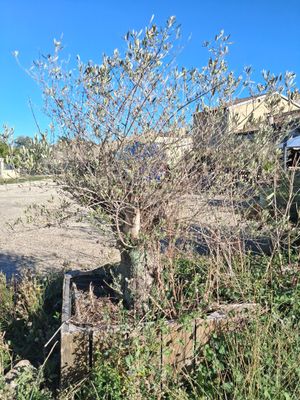 a small tree that is growing out of the ground