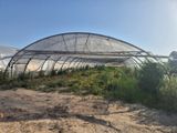 une photo d'une grande serre dans laquelle poussent de nombreuses plantes