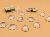 toutes ces coquillages qui sont posés sur la table