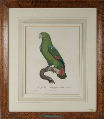 une gravure ancienne représentant un perroquet vert perché sur une branche