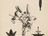 un dessin en noir et blanc représentant une plante avec des fleurs et des feuilles
