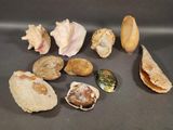 a lot of shells that are on the table