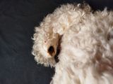 a teddy bear that is laying down on a bed