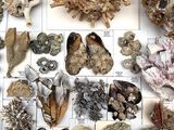 many different types of shells on display in a box