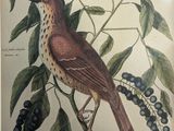 a bird that is sitting on a branch of a tree