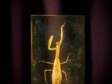 un insecte dans une vitrine posée sur une table