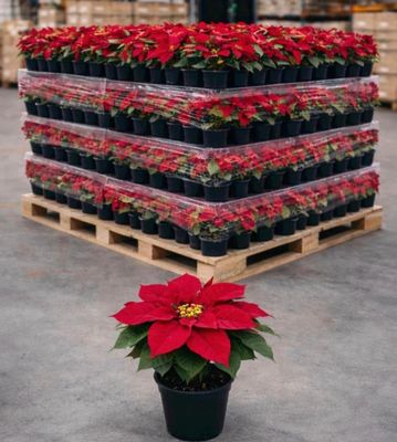 red poinsettia in a black pot on a pallet in a warehouse