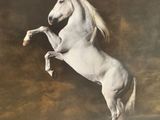 a white horse that is standing on its hind legs