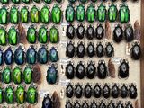 a lot of beetles that are on display in a wooden frame