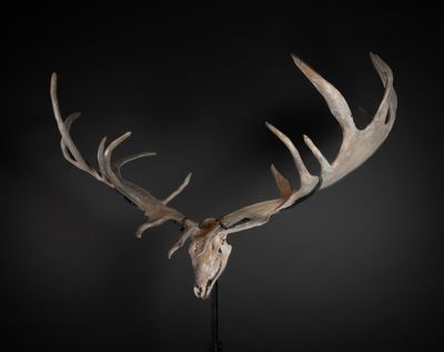a deer skull with antlers on a black background