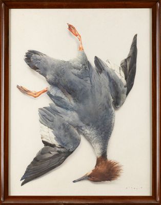 André WILQUIN (1899-2000) Trophée de harle huppé Aquarelle s…