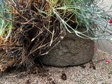 a plant that is growing out of a rock