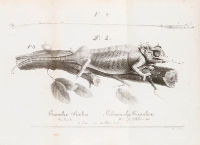a drawing of a chamelon on a branch with leaves