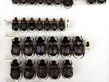 a lot of beetles that are on the wall