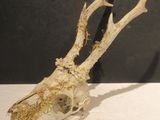 a deer skull that is sitting on a table