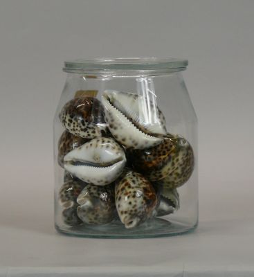 a glass jar with shells in it on a table