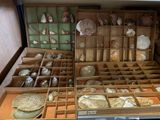 many different types of shells in a drawer