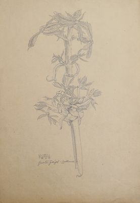 dessin d'une plante avec des feuilles et des fleurs sur une feuille de papier
