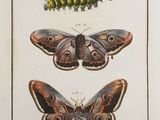 two butterflies and a cater on a white background