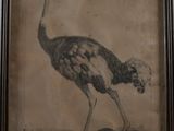 an old picture of an ostrich standing on the ground