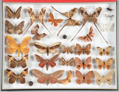 de nombreux types différents de papillons de nuit exposés dans une vitrine