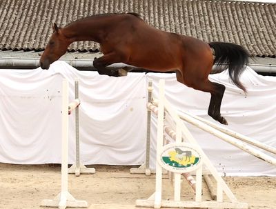 a horse that is jumping over an obstacle