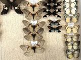 many different types of butterflies on display in a display case