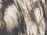 une image d'une photo d'un tableau représentant un arbre dans les bois