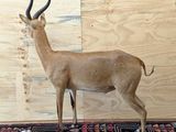 a fake antelope standing on a rug in a room