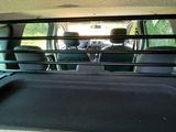 a dog sitting in the back seat of a car