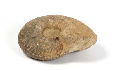 une image représentant une roche fossilisée sur une surface blanche